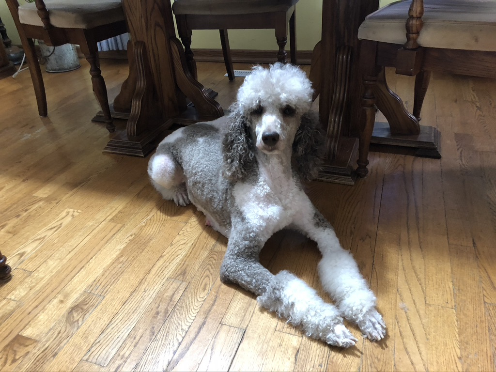 Large Medium Small poodles For Sale Poodle Available puppies Standard Poodle Pups AKC CKC Registered Breeder Edmonton Alberta Canada Black Blue Red Silver Brindle Phantom Parti Abstract Solid Cafe Au Lait Silver Beige OFA Heath Tested Available Stud Moyen