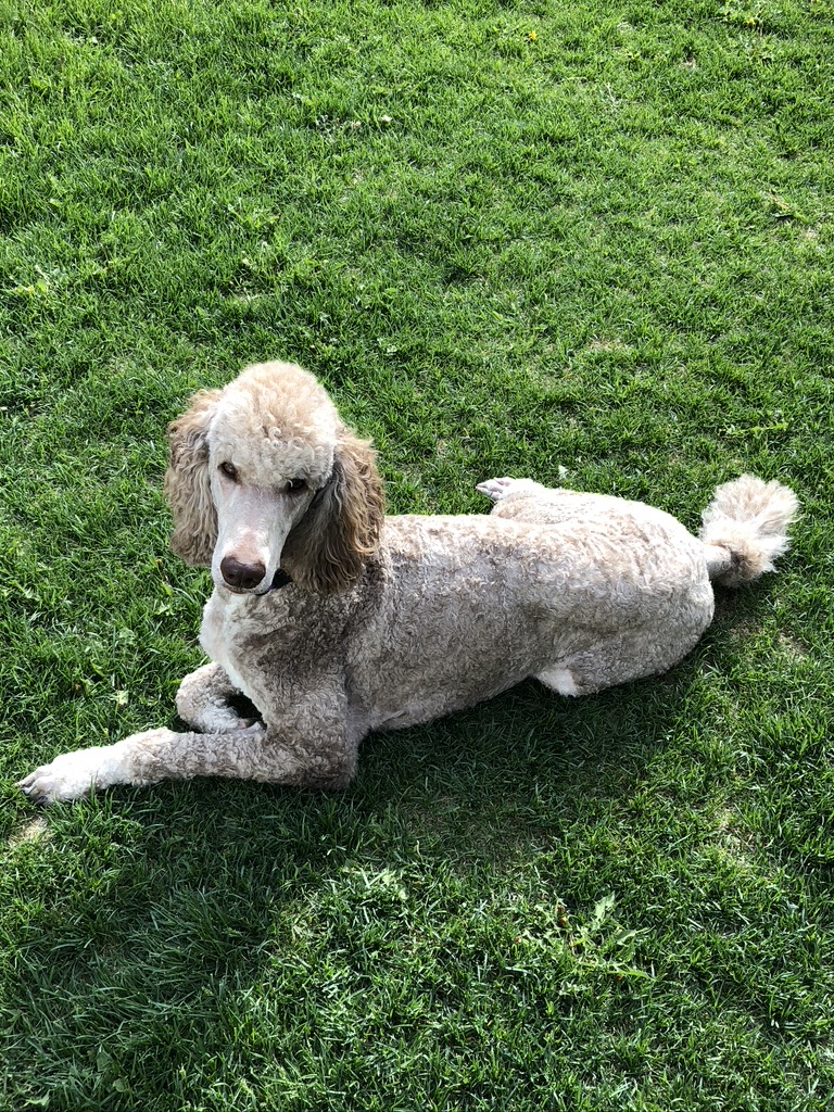 Large Medium Small poodles For Sale Poodle Available puppies Standard Poodle Pups AKC CKC Registered Breeder Edmonton Alberta Canada Black Blue Red Silver Brindle Phantom Parti Abstract Solid Cafe Au Lait Silver Beige OFA Heath Tested Available Stud Moyen