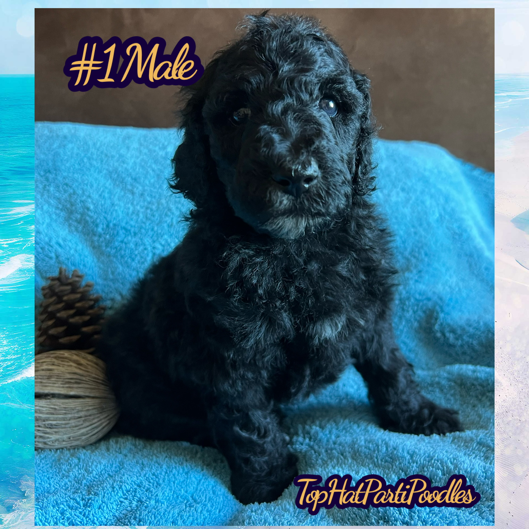 Service dog Therapy Dog Emotional support dog Large Medium Small poodles For Sale Poodle Available puppies Standard Poodle Pups AKC CKC Registered Breeder Edmonton Alberta Canada Black Blue Red Silver Brindle Phantom Parti Abstract Solid Cafe Au Lait Silver Beige OFA Heath Tested Available Stud Moyen Medium Small poodles For Sale Poodle Available puppies Standard Poodle Pups AKC CKC Registered Breeder Edmonton Alberta Canada Black Blue Red Silver Brindle Phantom Parti Abstract Solid Cafe Au Lait Silver Beige OFA Heath Tested Available Stud Moyen