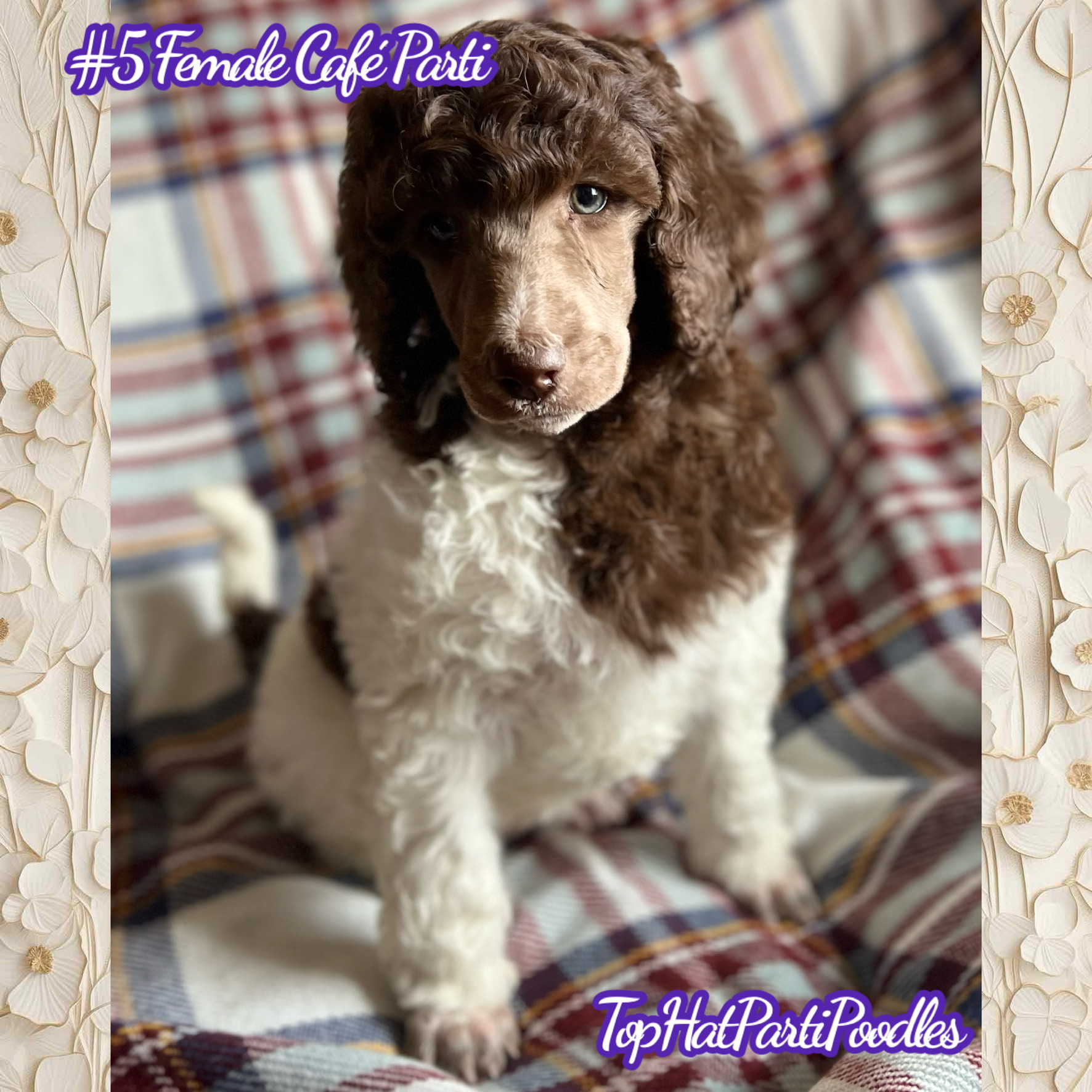 Service dog Therapy Dog Emotional support dog Large Medium Small poodles For Sale Poodle Available puppies Standard Poodle Pups AKC CKC Registered Breeder Edmonton Alberta Canada Black Blue Red Silver Brindle Phantom Parti Abstract Solid Cafe Au Lait Silver Beige OFA Heath Tested Available Stud Moyen Medium Small poodles For Sale Poodle Available puppies Standard Poodle Pups AKC CKC Registered Breeder Edmonton Alberta Canada Black Blue Red Silver Brindle Phantom Parti Abstract Solid Cafe Au Lait Silver Beige OFA Heath Tested Available Stud Moyen