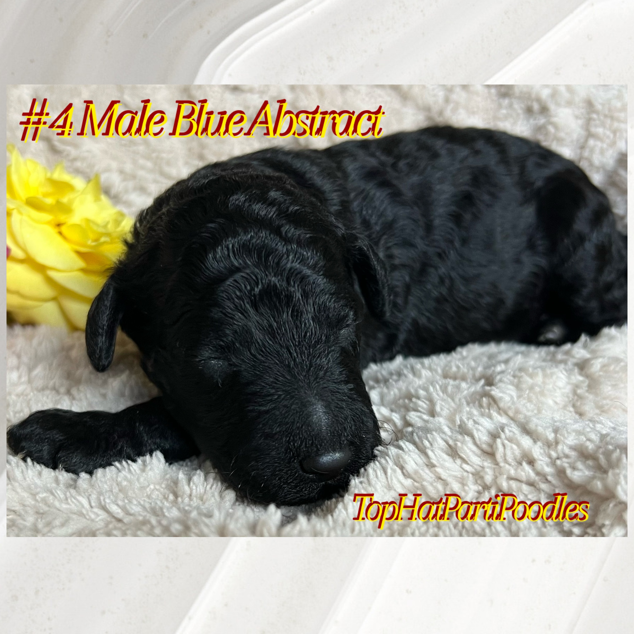 Service dog Therapy Dog Emotional support dog Large Medium Small poodles For Sale Poodle Available puppies Standard Poodle Pups AKC CKC Registered Breeder Edmonton Alberta Canada Black Blue Red Silver Brindle Phantom Parti Abstract Solid Cafe Au Lait Silver Beige OFA Heath Tested Available Stud Moyen Medium Small poodles For Sale Poodle Available puppies Standard Poodle Pups AKC CKC Registered Breeder Edmonton Alberta Canada Black Blue Red Silver Brindle Phantom Parti Abstract Solid Cafe Au Lait Silver Beige OFA Heath Tested Available Stud Moyen