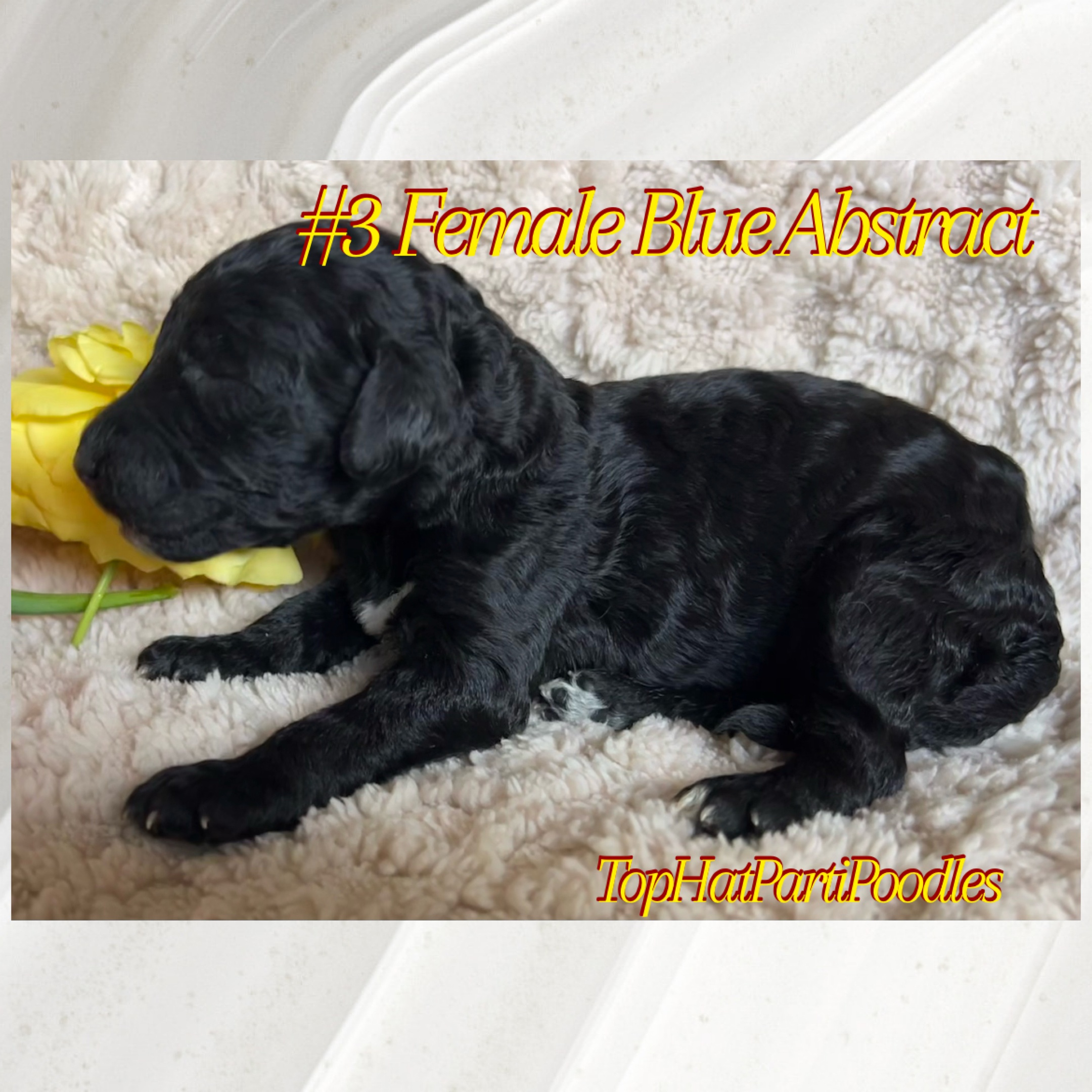 Service dog Therapy Dog Emotional support dog Large Medium Small poodles For Sale Poodle Available puppies Standard Poodle Pups AKC CKC Registered Breeder Edmonton Alberta Canada Black Blue Red Silver Brindle Phantom Parti Abstract Solid Cafe Au Lait Silver Beige OFA Heath Tested Available Stud Moyen Medium Small poodles For Sale Poodle Available puppies Standard Poodle Pups AKC CKC Registered Breeder Edmonton Alberta Canada Black Blue Red Silver Brindle Phantom Parti Abstract Solid Cafe Au Lait Silver Beige OFA Heath Tested Available Stud Moyen