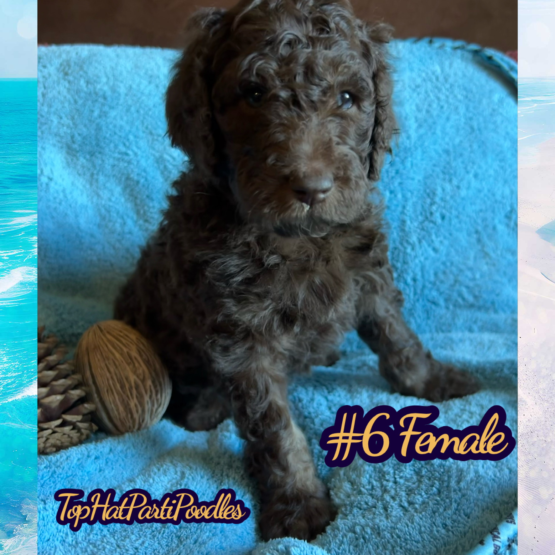 Service dog Therapy Dog Emotional support dog Large Medium Small poodles For Sale Poodle Available puppies Standard Poodle Pups AKC CKC Registered Breeder Edmonton Alberta Canada Black Blue Red Silver Brindle Phantom Parti Abstract Solid Cafe Au Lait Silver Beige OFA Heath Tested Available Stud Moyen Medium Small poodles For Sale Poodle Available puppies Standard Poodle Pups AKC CKC Registered Breeder Edmonton Alberta Canada Black Blue Red Silver Brindle Phantom Parti Abstract Solid Cafe Au Lait Silver Beige OFA Heath Tested Available Stud Moyen