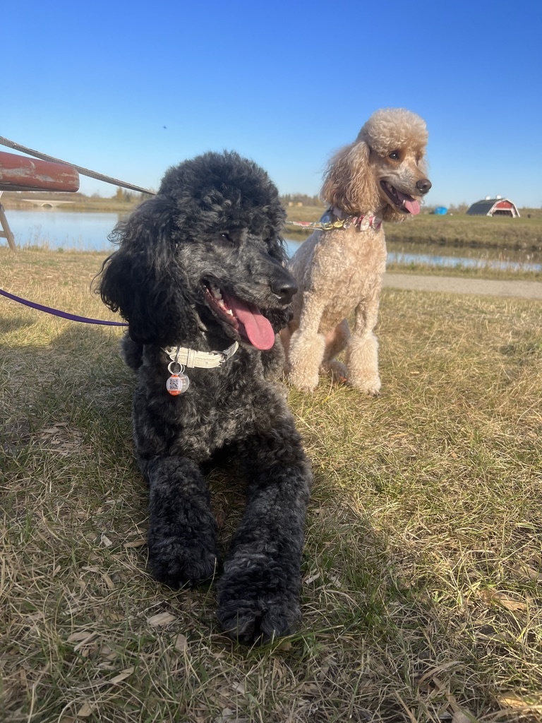 Service dog Therapy Dog Emotional support dog Large Medium Small poodles For Sale Poodle Available puppies Standard Poodle Pups AKC CKC Registered Breeder Edmonton Alberta Canada Black Blue Red Silver Brindle Phantom Parti Abstract Solid Cafe Au Lait Silver Beige OFA Heath Tested Available Stud Moyen Medium Small poodles For Sale Poodle Available puppies Standard Poodle Pups AKC CKC Registered Breeder Edmonton Alberta Canada Black Blue Red Silver Brindle Phantom Parti Abstract Solid Cafe Au Lait Silver Beige OFA Heath Tested Available Stud Moyen