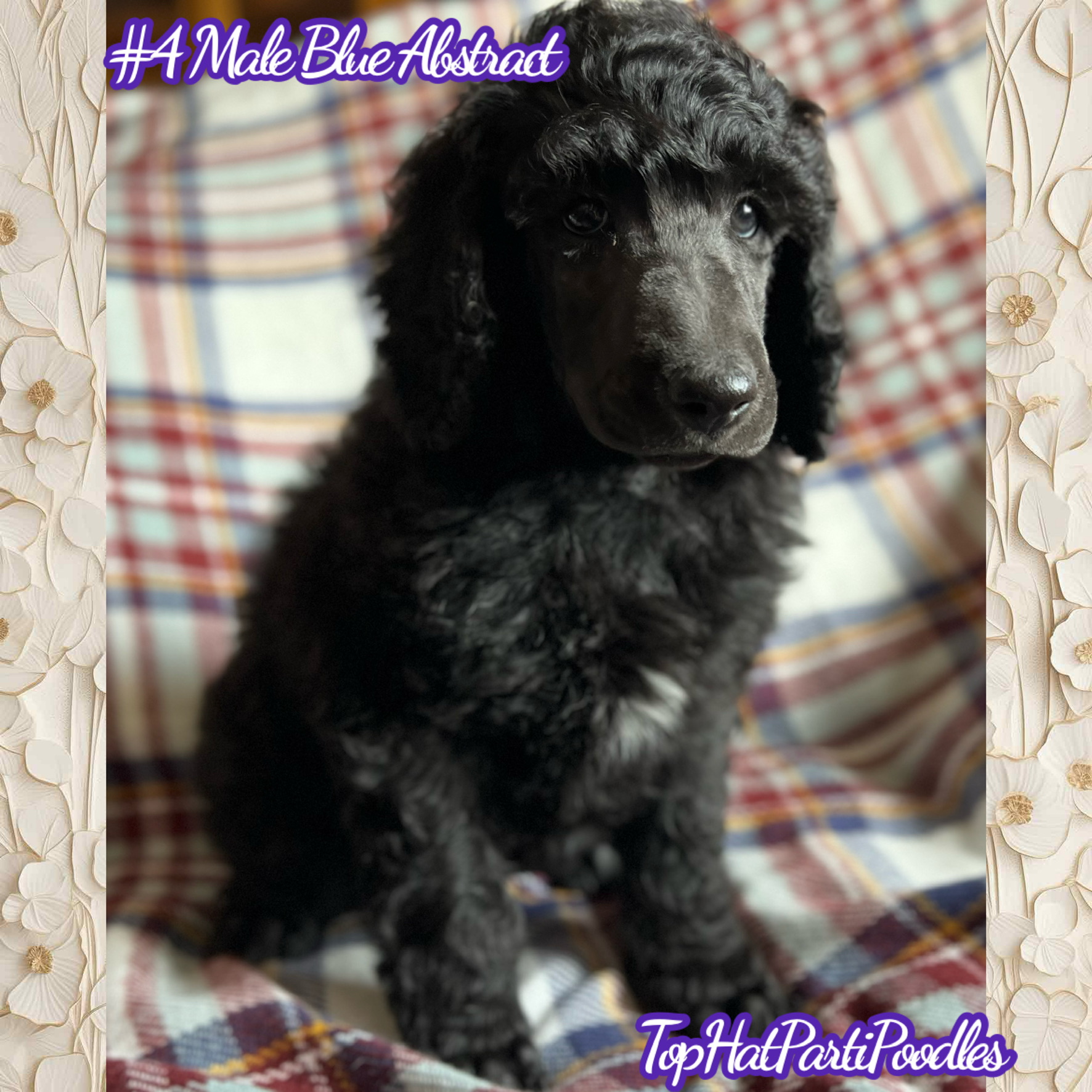 Service dog Therapy Dog Emotional support dog Large Medium Small poodles For Sale Poodle Available puppies Standard Poodle Pups AKC CKC Registered Breeder Edmonton Alberta Canada Black Blue Red Silver Brindle Phantom Parti Abstract Solid Cafe Au Lait Silver Beige OFA Heath Tested Available Stud Moyen Medium Small poodles For Sale Poodle Available puppies Standard Poodle Pups AKC CKC Registered Breeder Edmonton Alberta Canada Black Blue Red Silver Brindle Phantom Parti Abstract Solid Cafe Au Lait Silver Beige OFA Heath Tested Available Stud Moyen