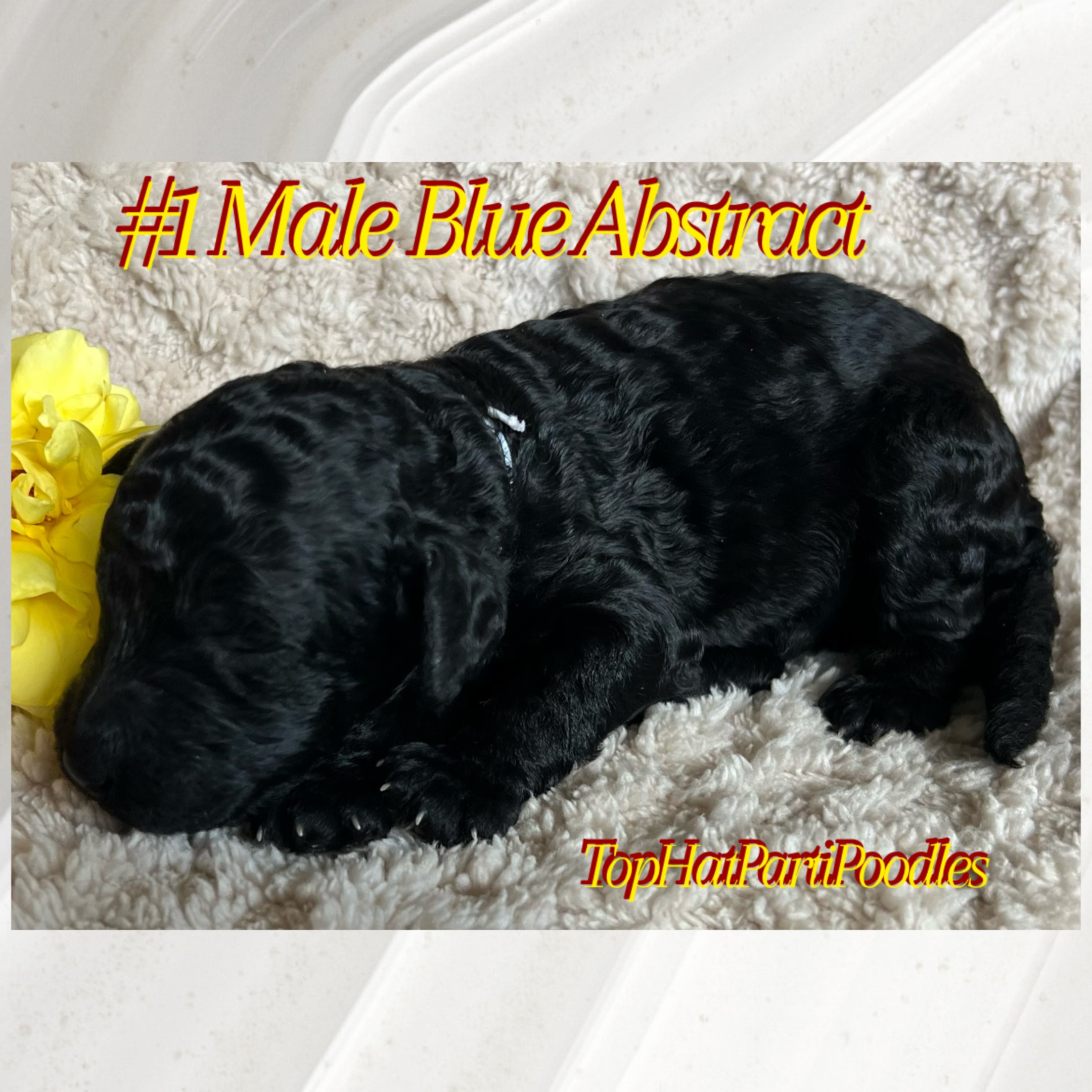 Service dog Therapy Dog Emotional support dog Large Medium Small poodles For Sale Poodle Available puppies Standard Poodle Pups AKC CKC Registered Breeder Edmonton Alberta Canada Black Blue Red Silver Brindle Phantom Parti Abstract Solid Cafe Au Lait Silver Beige OFA Heath Tested Available Stud Moyen Medium Small poodles For Sale Poodle Available puppies Standard Poodle Pups AKC CKC Registered Breeder Edmonton Alberta Canada Black Blue Red Silver Brindle Phantom Parti Abstract Solid Cafe Au Lait Silver Beige OFA Heath Tested Available Stud Moyen