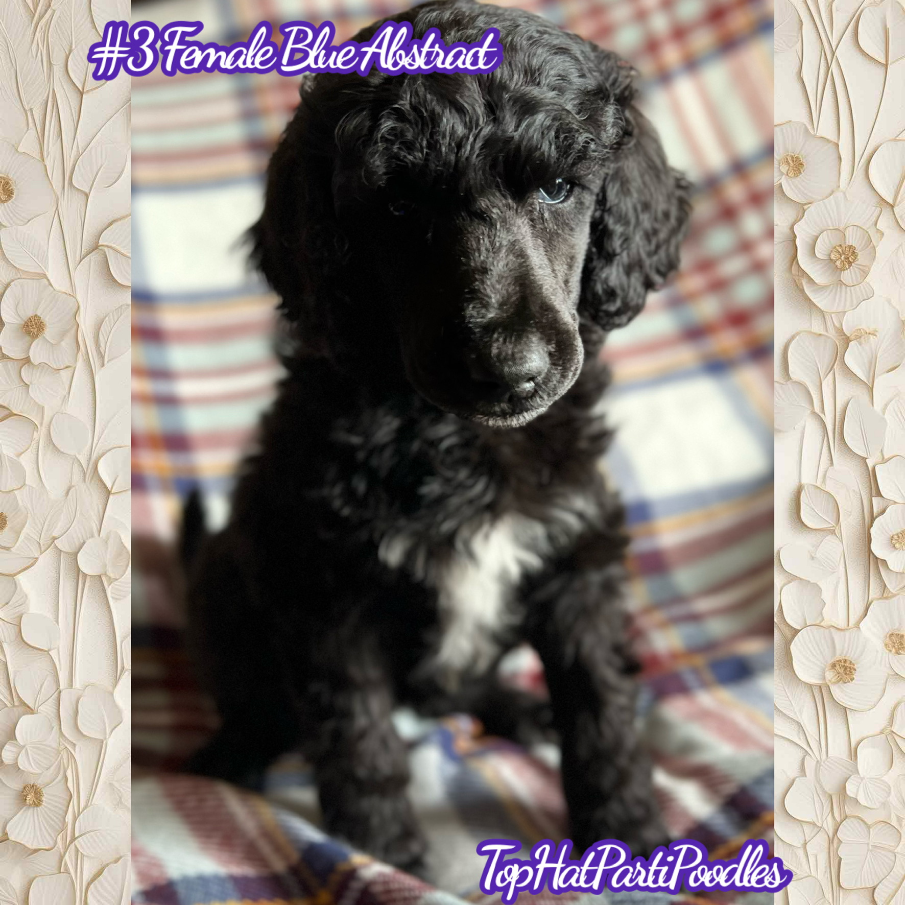 Service dog Therapy Dog Emotional support dog Large Medium Small poodles For Sale Poodle Available puppies Standard Poodle Pups AKC CKC Registered Breeder Edmonton Alberta Canada Black Blue Red Silver Brindle Phantom Parti Abstract Solid Cafe Au Lait Silver Beige OFA Heath Tested Available Stud Moyen Medium Small poodles For Sale Poodle Available puppies Standard Poodle Pups AKC CKC Registered Breeder Edmonton Alberta Canada Black Blue Red Silver Brindle Phantom Parti Abstract Solid Cafe Au Lait Silver Beige OFA Heath Tested Available Stud Moyen