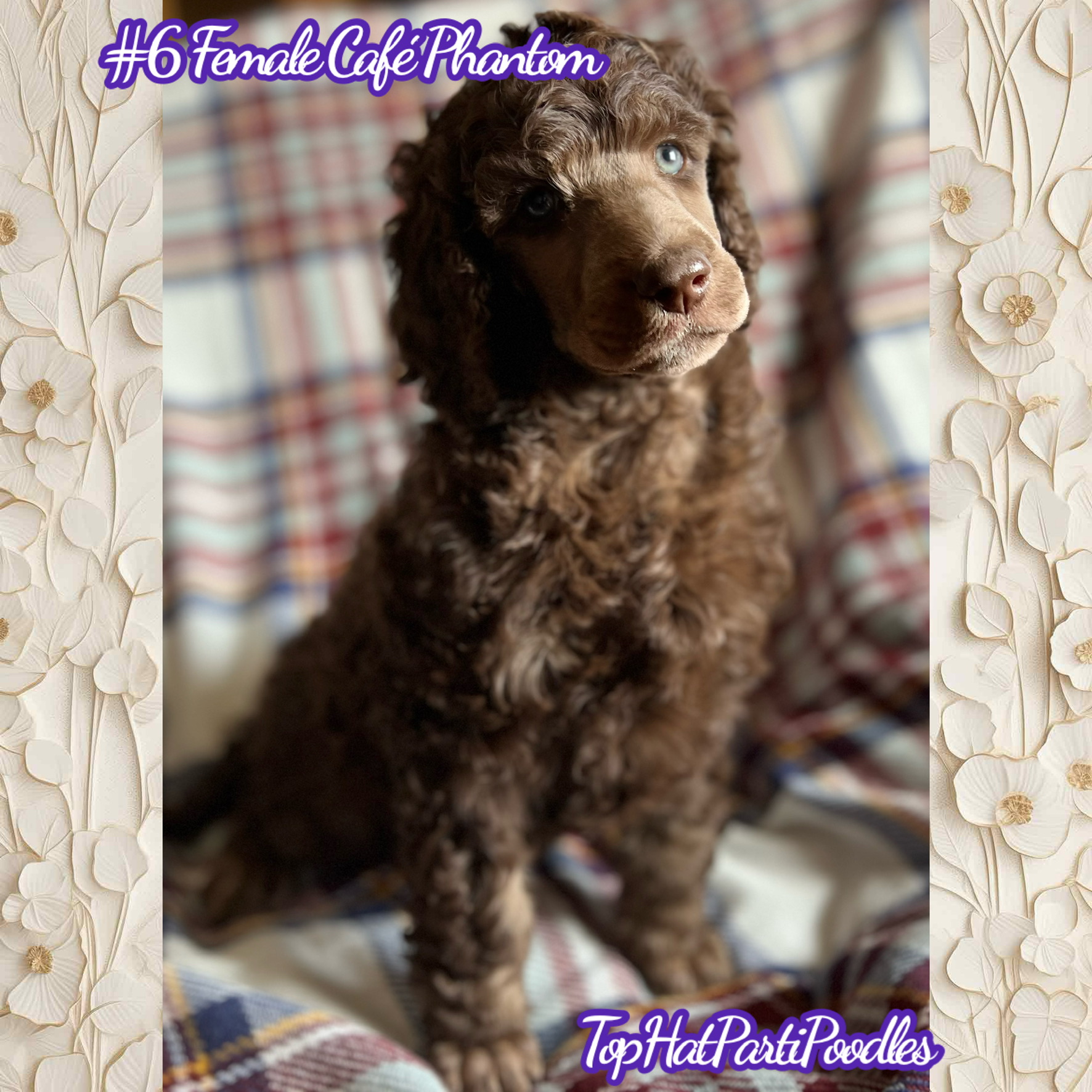 Service dog Therapy Dog Emotional support dog Large Medium Small poodles For Sale Poodle Available puppies Standard Poodle Pups AKC CKC Registered Breeder Edmonton Alberta Canada Black Blue Red Silver Brindle Phantom Parti Abstract Solid Cafe Au Lait Silver Beige OFA Heath Tested Available Stud Moyen Medium Small poodles For Sale Poodle Available puppies Standard Poodle Pups AKC CKC Registered Breeder Edmonton Alberta Canada Black Blue Red Silver Brindle Phantom Parti Abstract Solid Cafe Au Lait Silver Beige OFA Heath Tested Available Stud Moyen