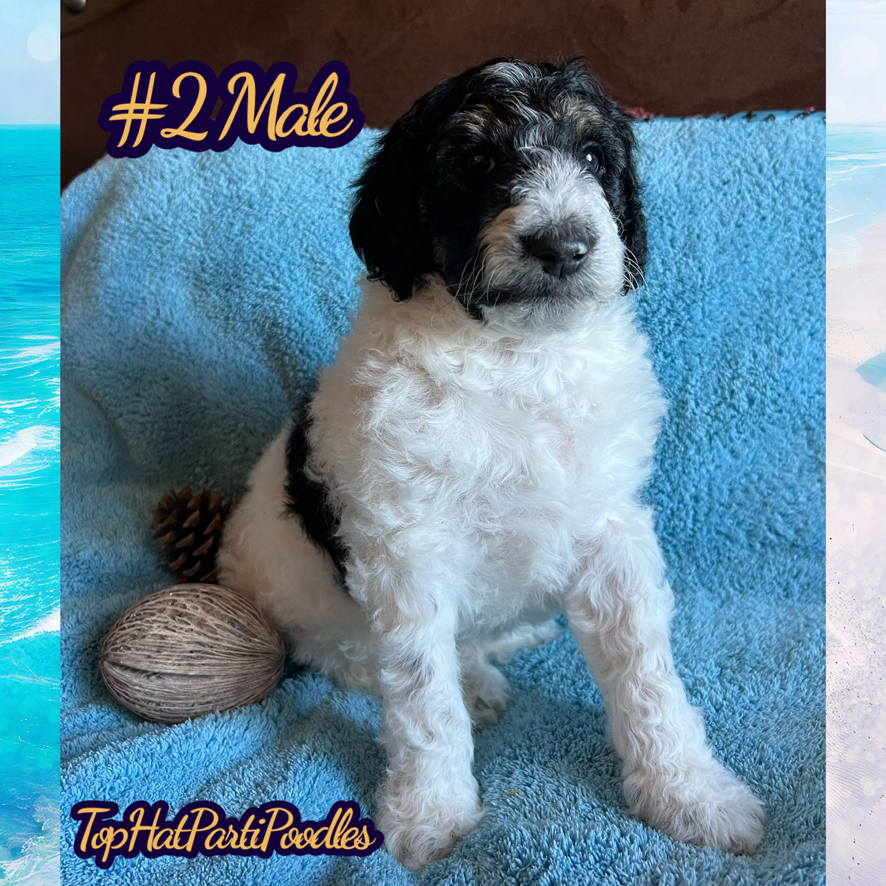 Service dog Therapy Dog Emotional support dog Large Medium Small poodles For Sale Poodle Available puppies Standard Poodle Pups AKC CKC Registered Breeder Edmonton Alberta Canada Black Blue Red Silver Brindle Phantom Parti Abstract Solid Cafe Au Lait Silver Beige OFA Heath Tested Available Stud Moyen Medium Small poodles For Sale Poodle Available puppies Standard Poodle Pups AKC CKC Registered Breeder Edmonton Alberta Canada Black Blue Red Silver Brindle Phantom Parti Abstract Solid Cafe Au Lait Silver Beige OFA Heath Tested Available Stud Moyen