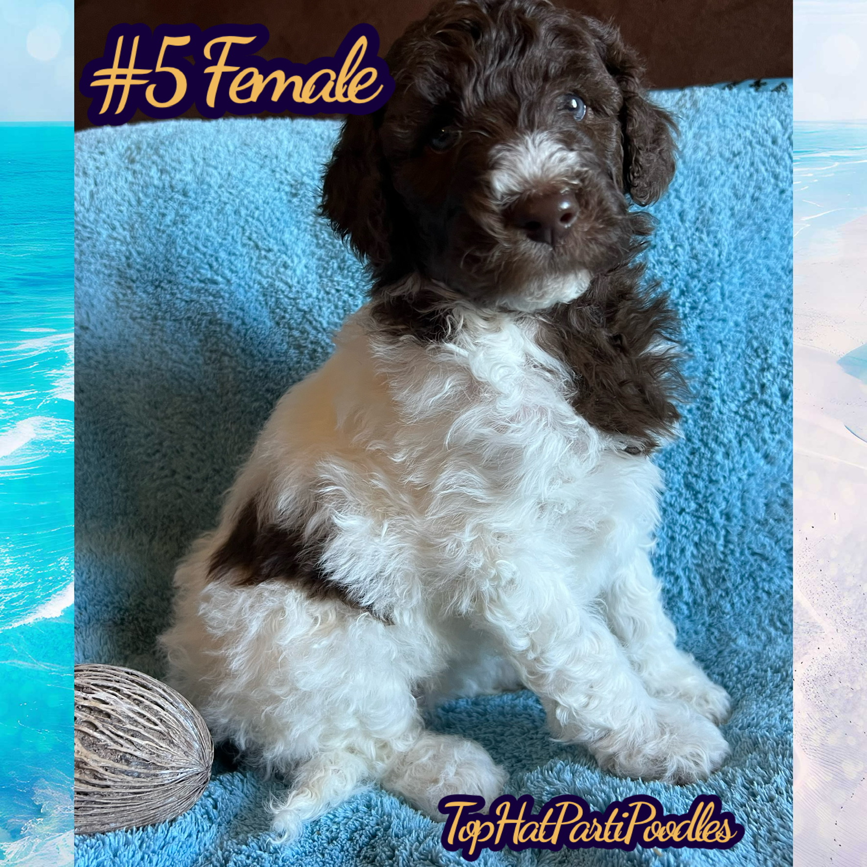 Service dog Therapy Dog Emotional support dog Large Medium Small poodles For Sale Poodle Available puppies Standard Poodle Pups AKC CKC Registered Breeder Edmonton Alberta Canada Black Blue Red Silver Brindle Phantom Parti Abstract Solid Cafe Au Lait Silver Beige OFA Heath Tested Available Stud Moyen Medium Small poodles For Sale Poodle Available puppies Standard Poodle Pups AKC CKC Registered Breeder Edmonton Alberta Canada Black Blue Red Silver Brindle Phantom Parti Abstract Solid Cafe Au Lait Silver Beige OFA Heath Tested Available Stud Moyen