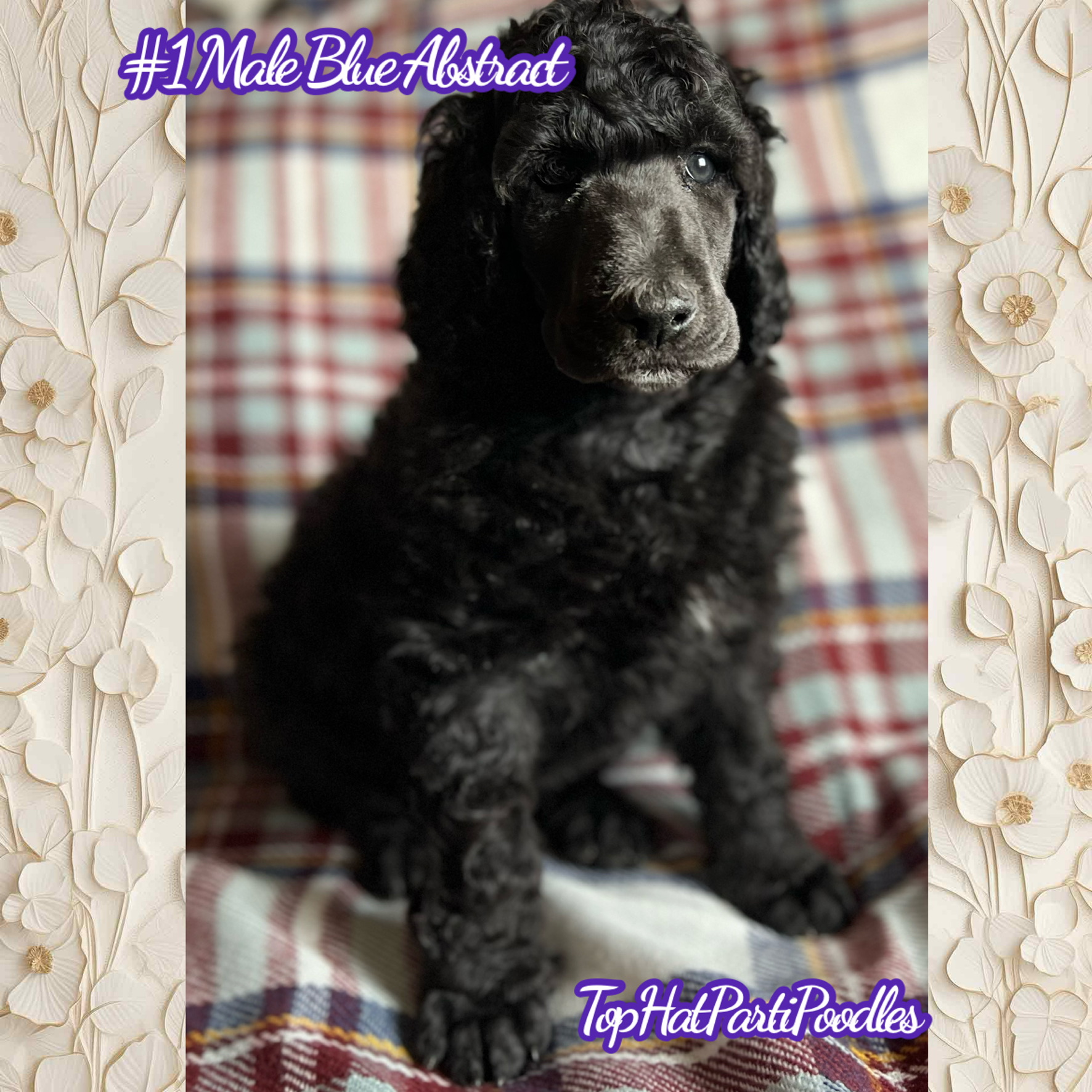 Service dog Therapy Dog Emotional support dog Large Medium Small poodles For Sale Poodle Available puppies Standard Poodle Pups AKC CKC Registered Breeder Edmonton Alberta Canada Black Blue Red Silver Brindle Phantom Parti Abstract Solid Cafe Au Lait Silver Beige OFA Heath Tested Available Stud Moyen Medium Small poodles For Sale Poodle Available puppies Standard Poodle Pups AKC CKC Registered Breeder Edmonton Alberta Canada Black Blue Red Silver Brindle Phantom Parti Abstract Solid Cafe Au Lait Silver Beige OFA Heath Tested Available Stud Moyen