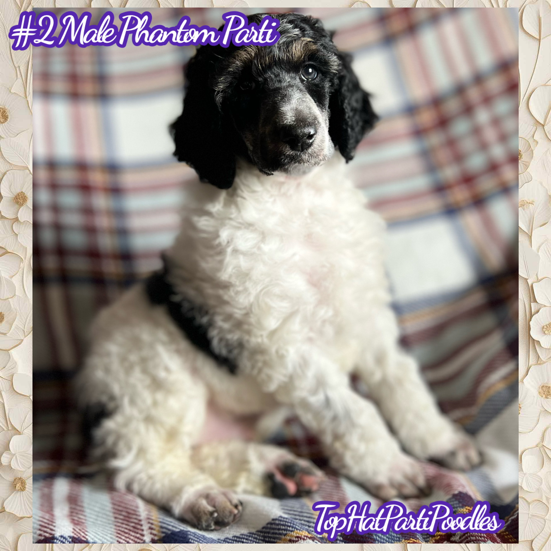 Service dog Therapy Dog Emotional support dog Large Medium Small poodles For Sale Poodle Available puppies Standard Poodle Pups AKC CKC Registered Breeder Edmonton Alberta Canada Black Blue Red Silver Brindle Phantom Parti Abstract Solid Cafe Au Lait Silver Beige OFA Heath Tested Available Stud Moyen Medium Small poodles For Sale Poodle Available puppies Standard Poodle Pups AKC CKC Registered Breeder Edmonton Alberta Canada Black Blue Red Silver Brindle Phantom Parti Abstract Solid Cafe Au Lait Silver Beige OFA Heath Tested Available Stud Moyen