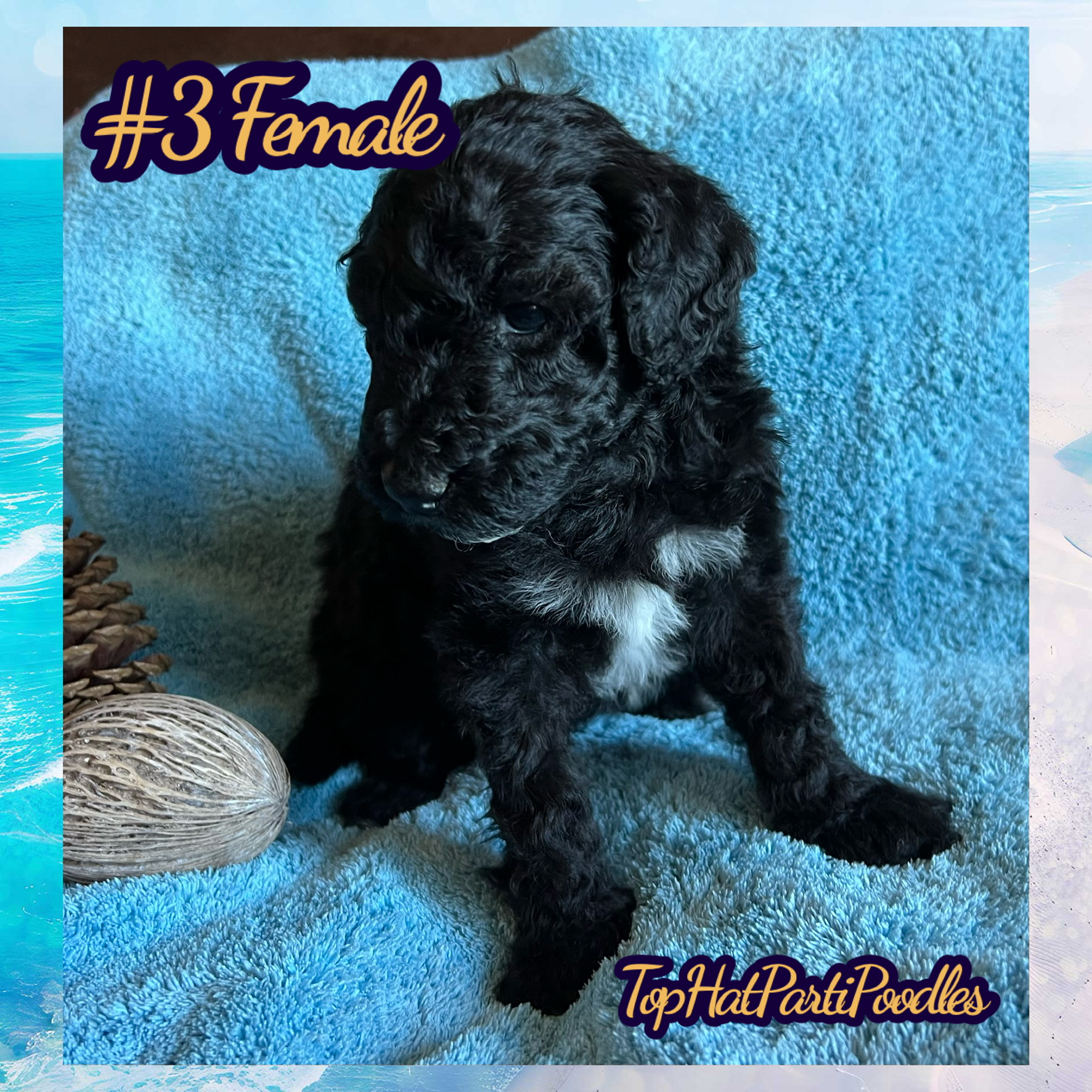 Service dog Therapy Dog Emotional support dog Large Medium Small poodles For Sale Poodle Available puppies Standard Poodle Pups AKC CKC Registered Breeder Edmonton Alberta Canada Black Blue Red Silver Brindle Phantom Parti Abstract Solid Cafe Au Lait Silver Beige OFA Heath Tested Available Stud Moyen Medium Small poodles For Sale Poodle Available puppies Standard Poodle Pups AKC CKC Registered Breeder Edmonton Alberta Canada Black Blue Red Silver Brindle Phantom Parti Abstract Solid Cafe Au Lait Silver Beige OFA Heath Tested Available Stud Moyen