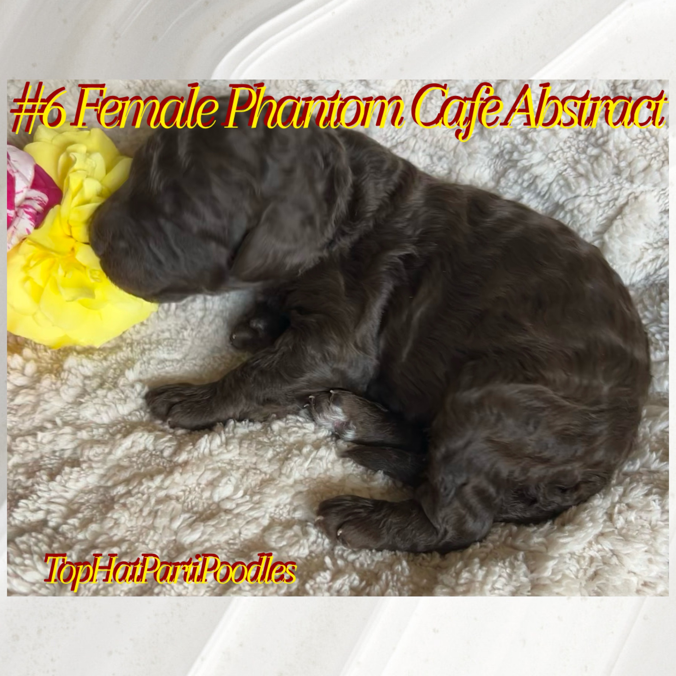 Service dog Therapy Dog Emotional support dog Large Medium Small poodles For Sale Poodle Available puppies Standard Poodle Pups AKC CKC Registered Breeder Edmonton Alberta Canada Black Blue Red Silver Brindle Phantom Parti Abstract Solid Cafe Au Lait Silver Beige OFA Heath Tested Available Stud Moyen Medium Small poodles For Sale Poodle Available puppies Standard Poodle Pups AKC CKC Registered Breeder Edmonton Alberta Canada Black Blue Red Silver Brindle Phantom Parti Abstract Solid Cafe Au Lait Silver Beige OFA Heath Tested Available Stud Moyen