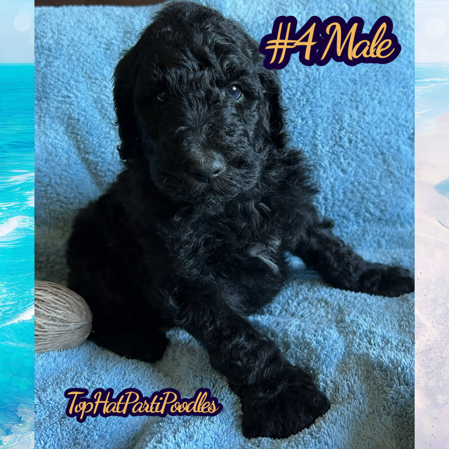 Service dog Therapy Dog Emotional support dog Large Medium Small poodles For Sale Poodle Available puppies Standard Poodle Pups AKC CKC Registered Breeder Edmonton Alberta Canada Black Blue Red Silver Brindle Phantom Parti Abstract Solid Cafe Au Lait Silver Beige OFA Heath Tested Available Stud Moyen Medium Small poodles For Sale Poodle Available puppies Standard Poodle Pups AKC CKC Registered Breeder Edmonton Alberta Canada Black Blue Red Silver Brindle Phantom Parti Abstract Solid Cafe Au Lait Silver Beige OFA Heath Tested Available Stud Moyen